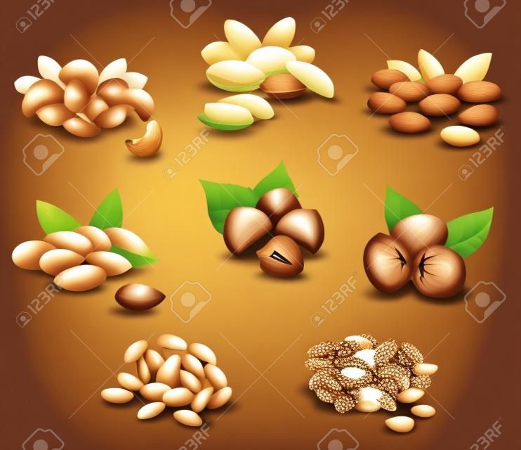 Big collection of ripe nuts and seeds  Vector 