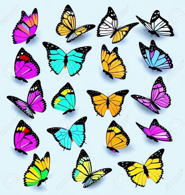 Большая коллекция красочных бабочек. Вектор