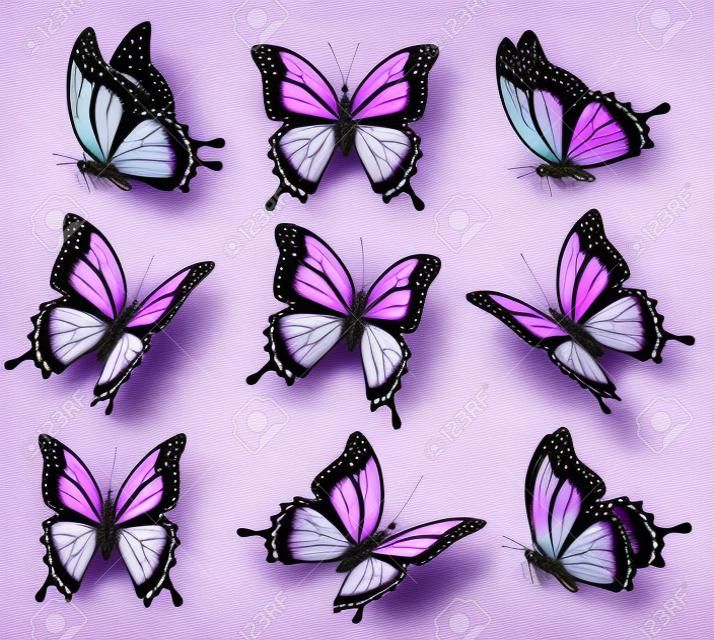 fioletowy motyl w różnych pozycjach.
