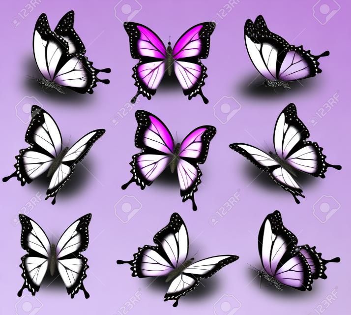 lila Schmetterling in verschiedenen Positionen.