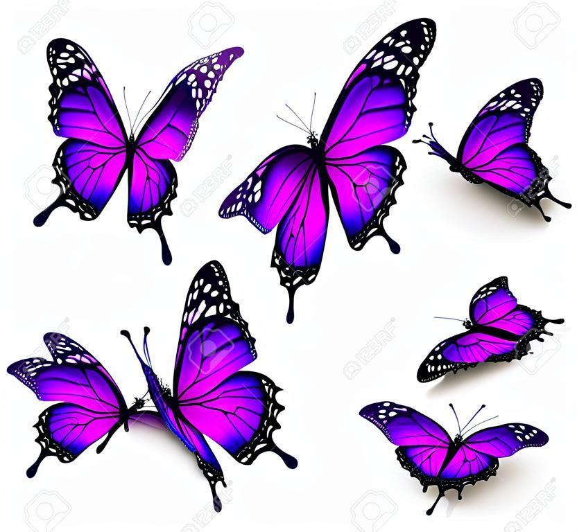 紫色的蝴蝶在不同的位置。