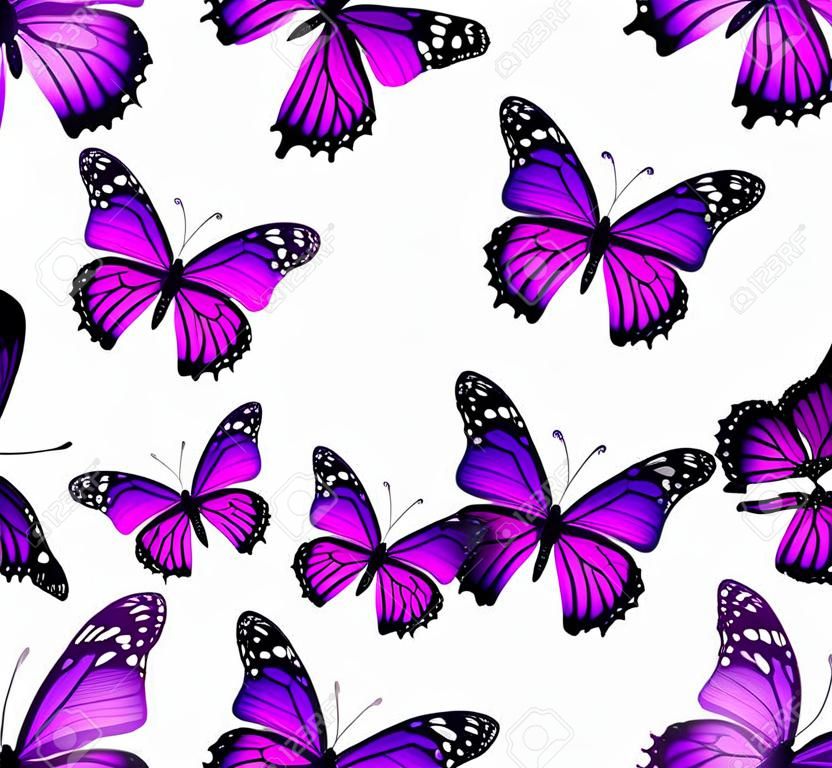 lila Schmetterling in verschiedenen Positionen.