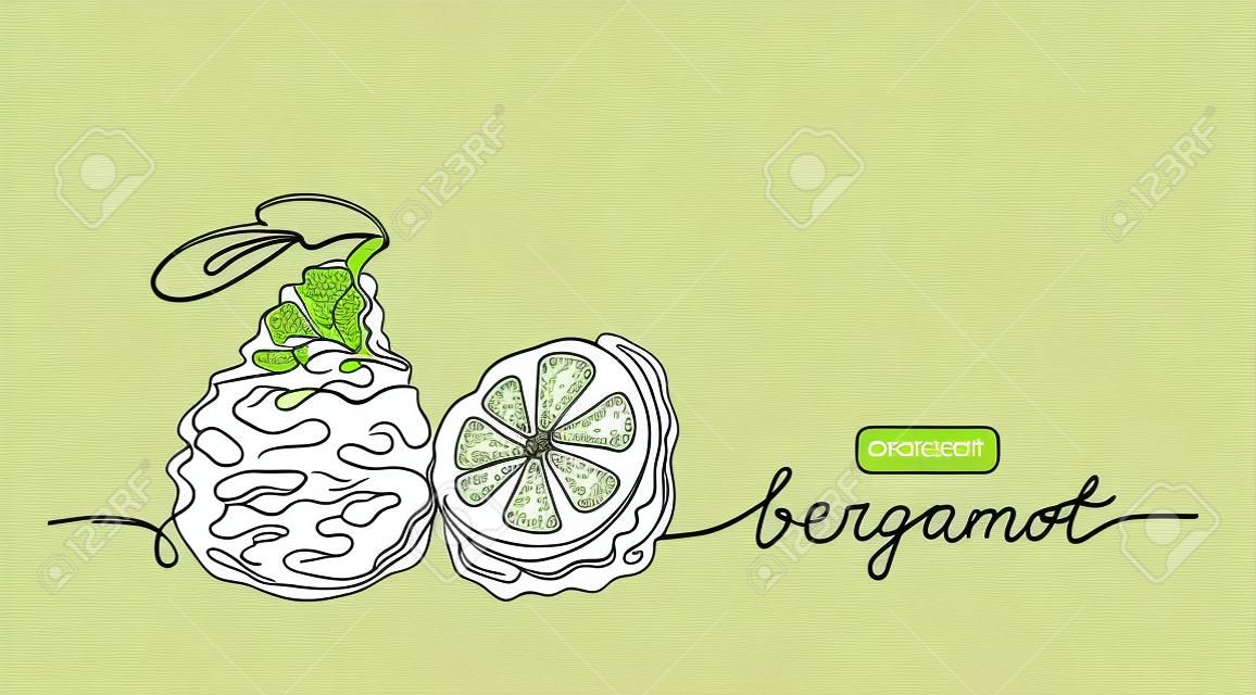 Bergamot vector drawn sketch, color illustration for label design. One continuous line art drawing with lettering organic bergamot