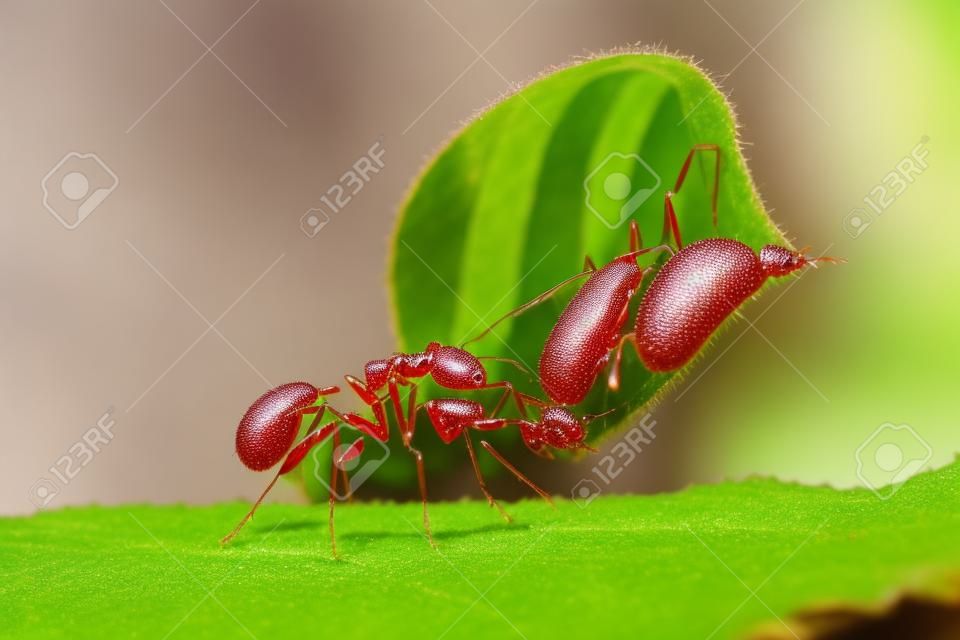 Formiche forti rosse che trasportano una grande foglia verde