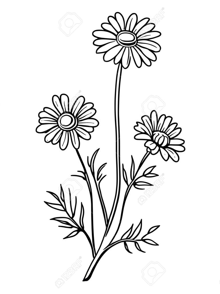 Chamomile flower graphic art black white isolated illustration vector