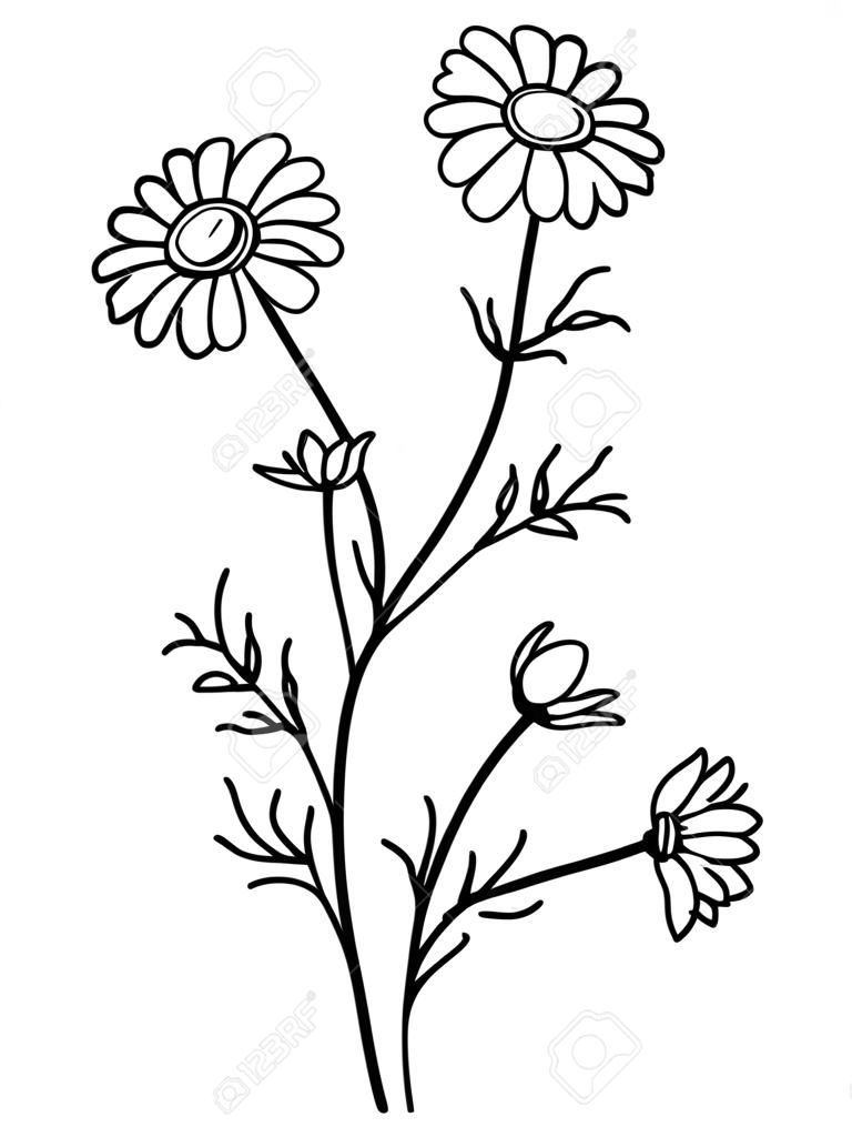 Kamillenblüten der grafischen Kunst schwarz weiß isoliert Illustration Vektor