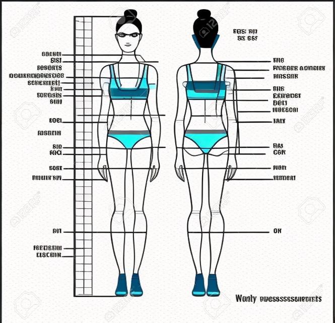 女性の体の測定グラフ。服を縫うための人体を測定するためのスキーム。女性の姿:前面と背面のビュー。ベクトル。