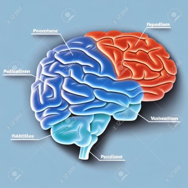 인간의 뇌 부분, 장기 해부학 다이어그램. 측면보기. 화려한 디자인. 뇌 심리학 측면보기. 신경과 교육. 의학적으로 정확한 그림입니다. 벡터