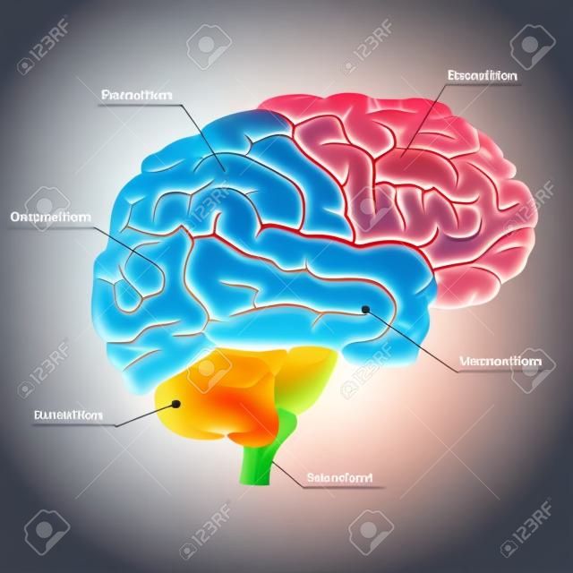 ヒト脳部、臓器解剖図。横ビュー。カラフルなデザイン。脳心理学の側面図。神経学教育。医学的に正確なイラスト。ベクトル