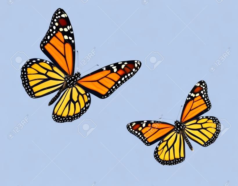 鮮やかな青と鮮やかなオレンジ色の様々 な飛行位置にモナーク蝶。白、スタジオ ショットで隔離されます。