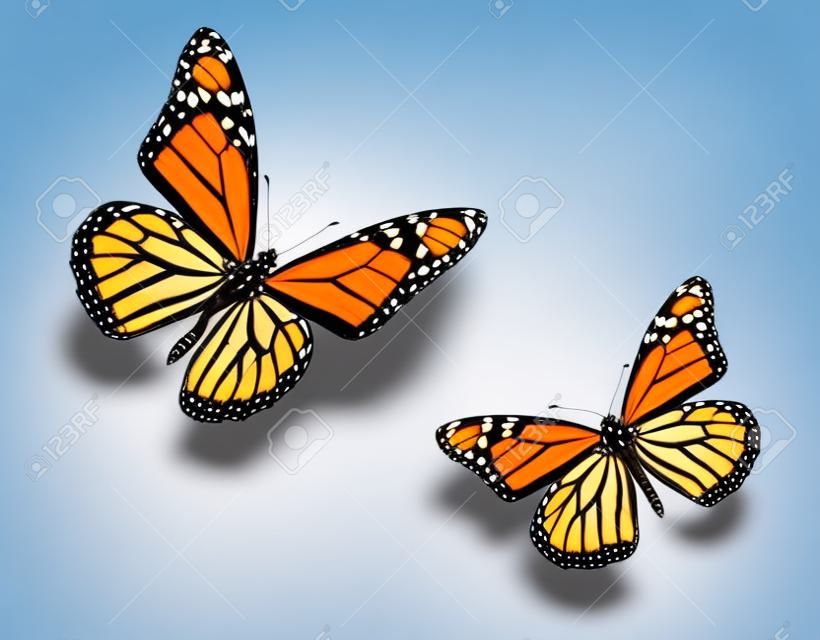 鮮やかな青と鮮やかなオレンジ色の様々 な飛行位置にモナーク蝶。白、スタジオ ショットで隔離されます。