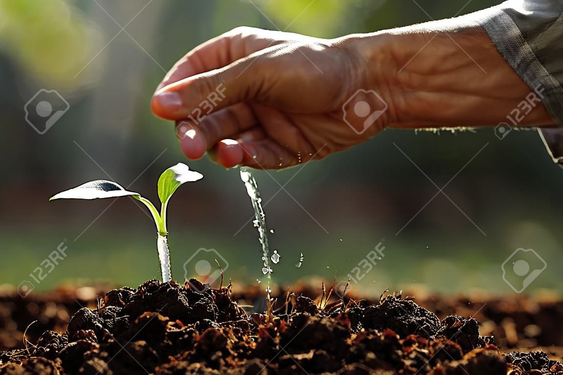 Agricultor mão regando uma planta jovem