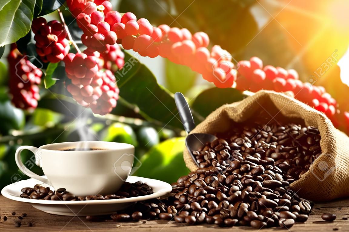 Tasse Kaffee mit Rauch und Kaffeebohnen in Sack auf Kaffeebaum Hintergrund