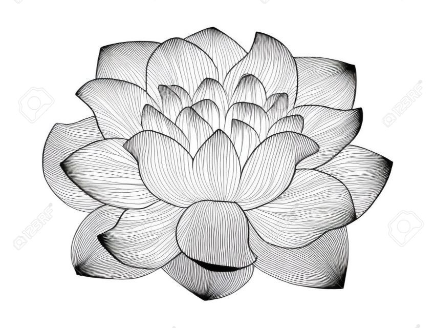 fleur de lotus isolé sur fond blanc, dessin au trait