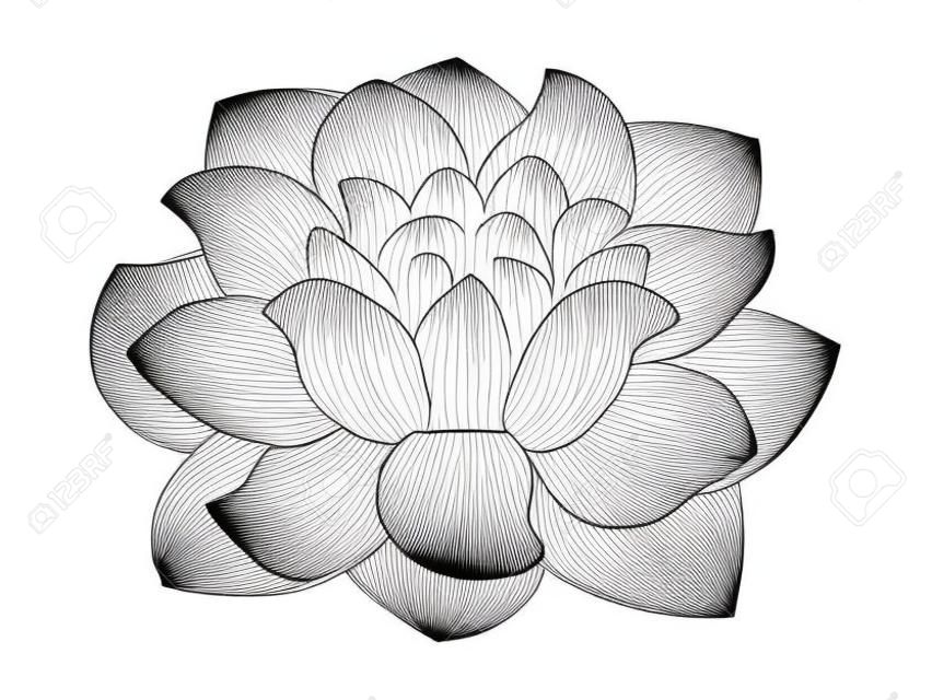 lotus flower isolated on white, line drawing