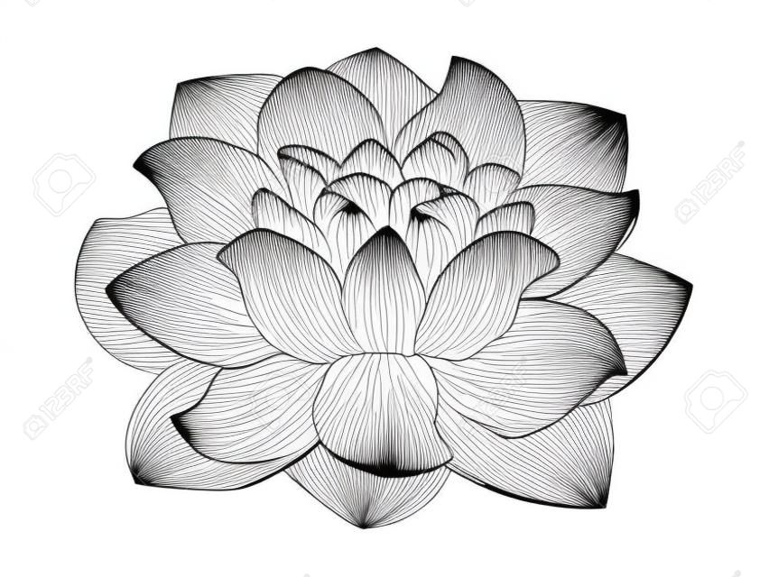fleur de lotus isolé sur fond blanc, dessin au trait