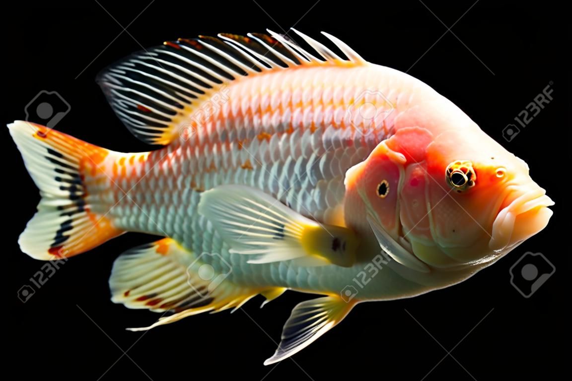 Colpo di alta qualità di pesce tilapia rossa subacqueo, girato in studio acquario isolato su fondo nero.