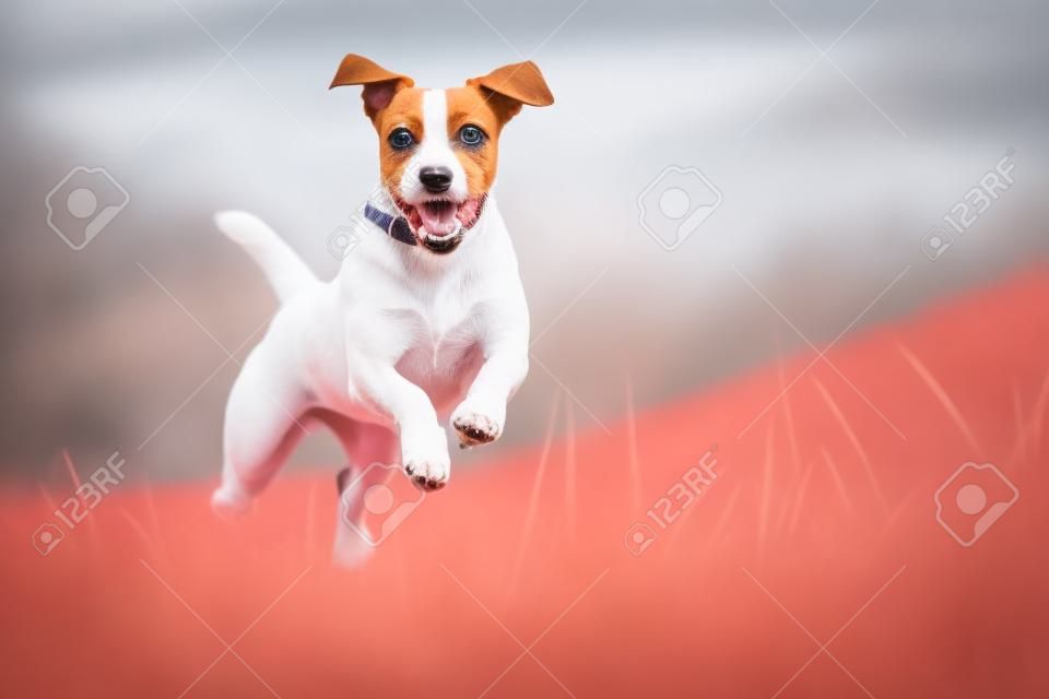 Parson Jack Russel terrier correre verso la fotocamera, basso angolo di tiro ad alta velocità