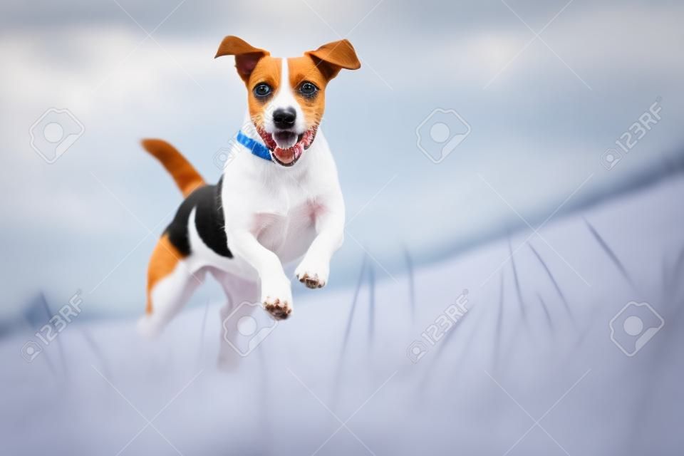 In Richtung der Kamera Parson Jack Russel Terrier läuft, niedrige Winkel Hochgeschwindigkeitsaufnahme