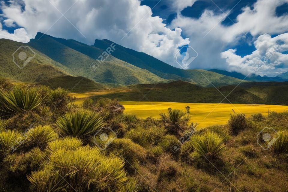 쿤디나마르카 부서에서 파라모 유형 식물을 보여주는 콜롬비아 안데스 산맥의 아름다운 풍경
