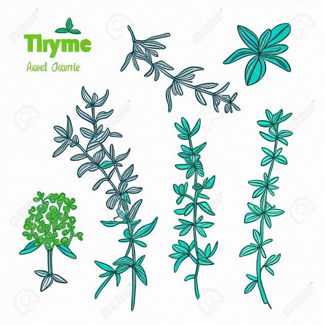 Detailed hand drawn vector illustration of thyme plant with flowers and leaves isolated on white background