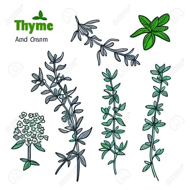 Detailed hand drawn vector illustration of thyme plant with flowers and leaves isolated on white background