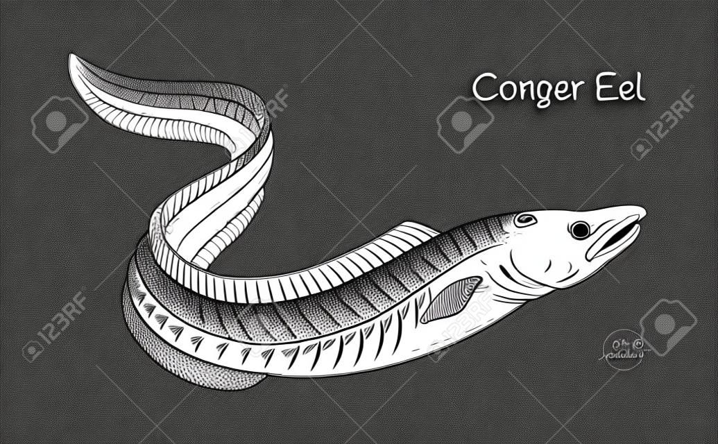Detailed hand drawn vector black and white illustration of Conger Eel