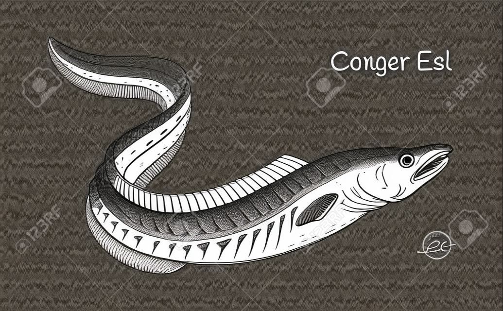 Detailed hand drawn vector black and white illustration of Conger Eel