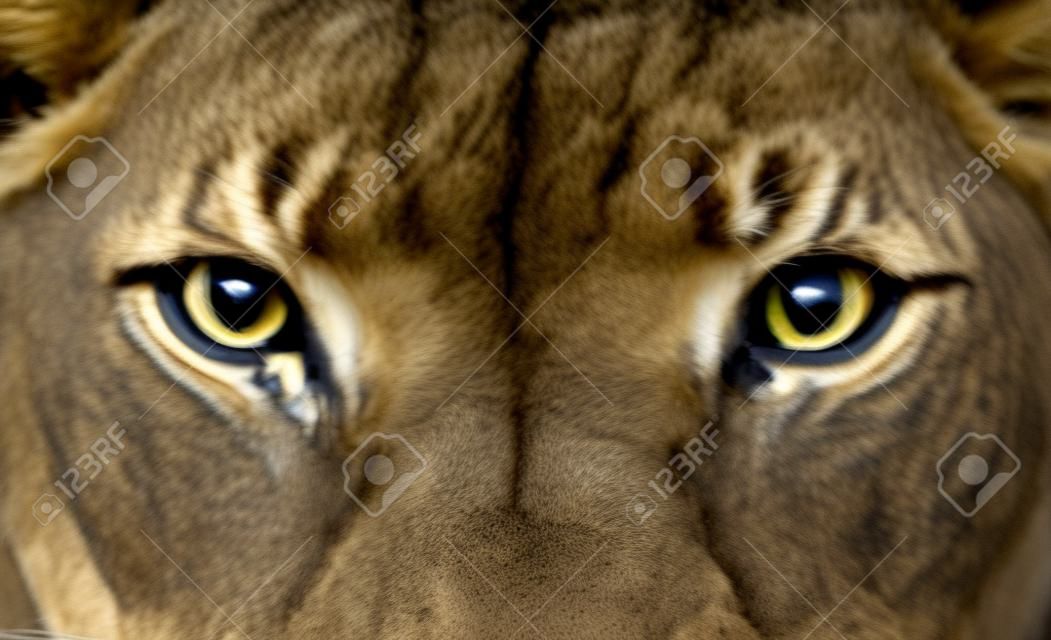 female african lion (Panthera leo) eyes close up