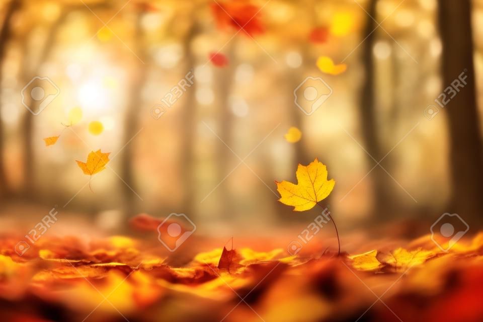 Autumn leaves and blurry trees in the forest. Seasonal banner with autumn maple foliage. Autumn background. Copy space.