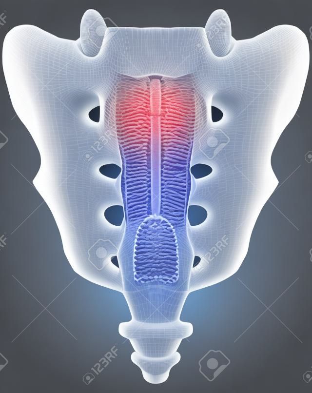 Menselijk sacrum posterior anatomische 3D illustratie op witte achtergrond