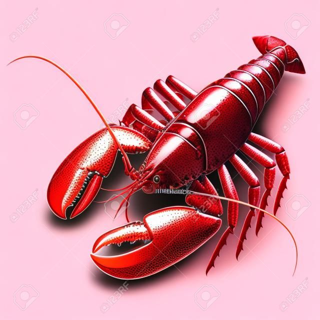 Cooked lobster isolated on white photo-realistic vector illustration