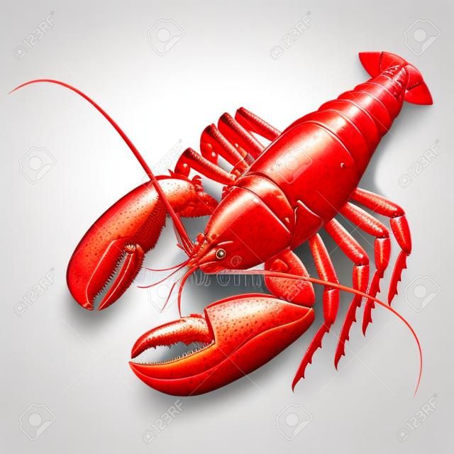 Cooked lobster isolated on white photo-realistic vector illustration
