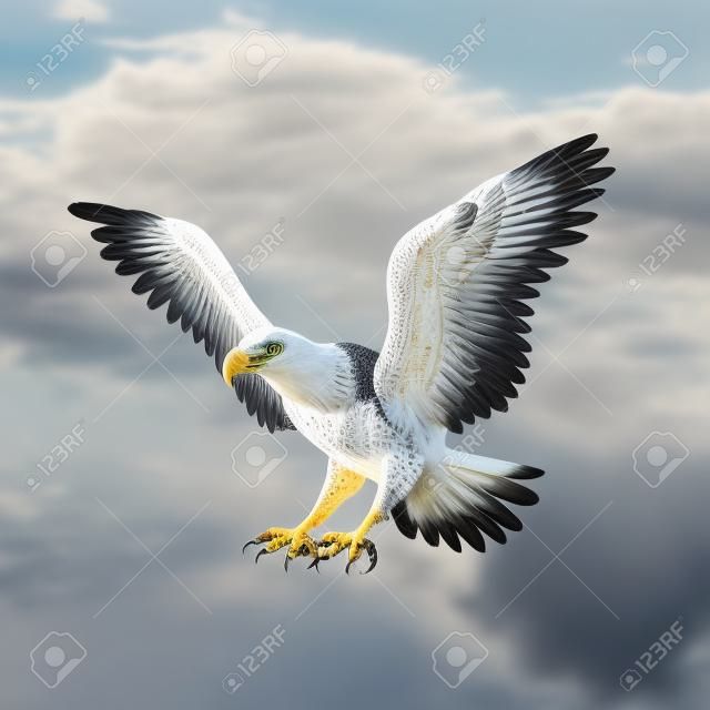 Flying eagle isolated on white photo-realistic