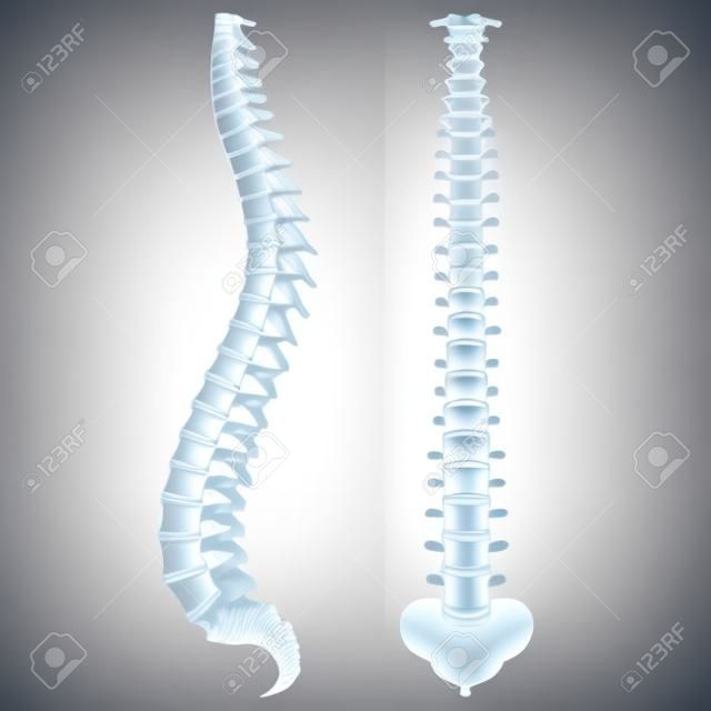 Beyaz foto-gerçekçi vektör illüstrasyonunda izole omurga kemikleri