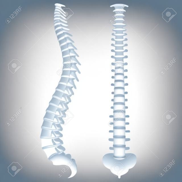 Spine bones isolated on white photo-realistic vector illustration