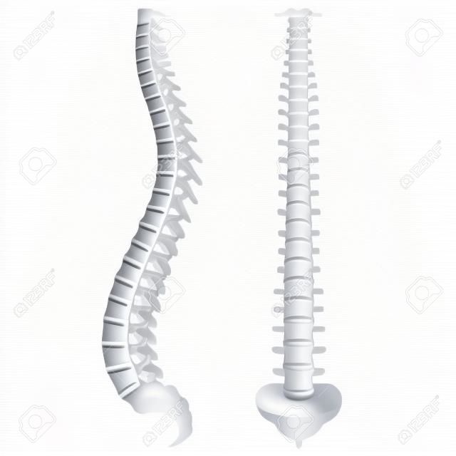 Huesos de la columna vertebral aislados en blanco ilustración vectorial fotorrealista