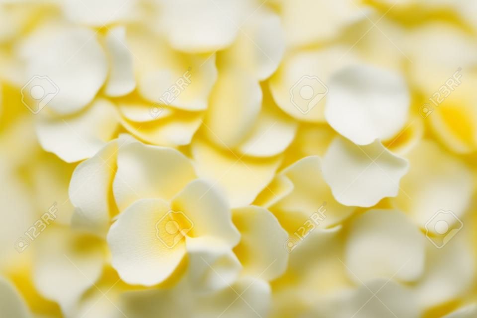 Background texture of natural pale yellow flower petals piled loose in heap on a white background viewed from above in soft light