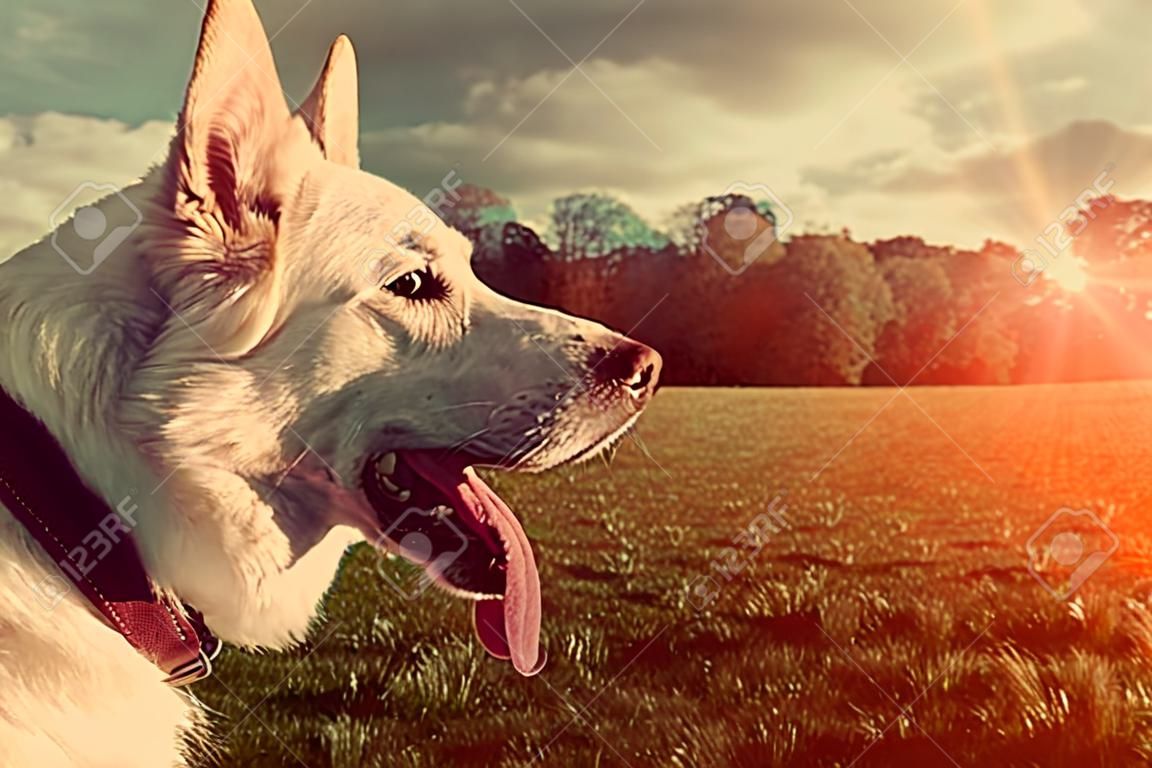 华丽的大白狗在公园的彩色图像