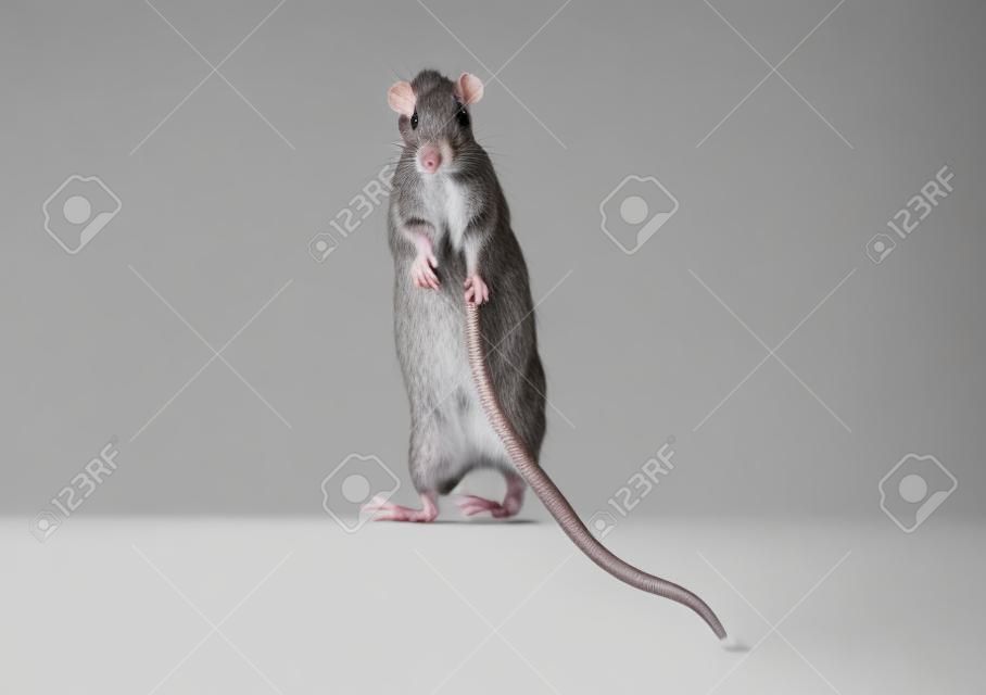 Szary szczur stojący na tylnych łapach na białym tle