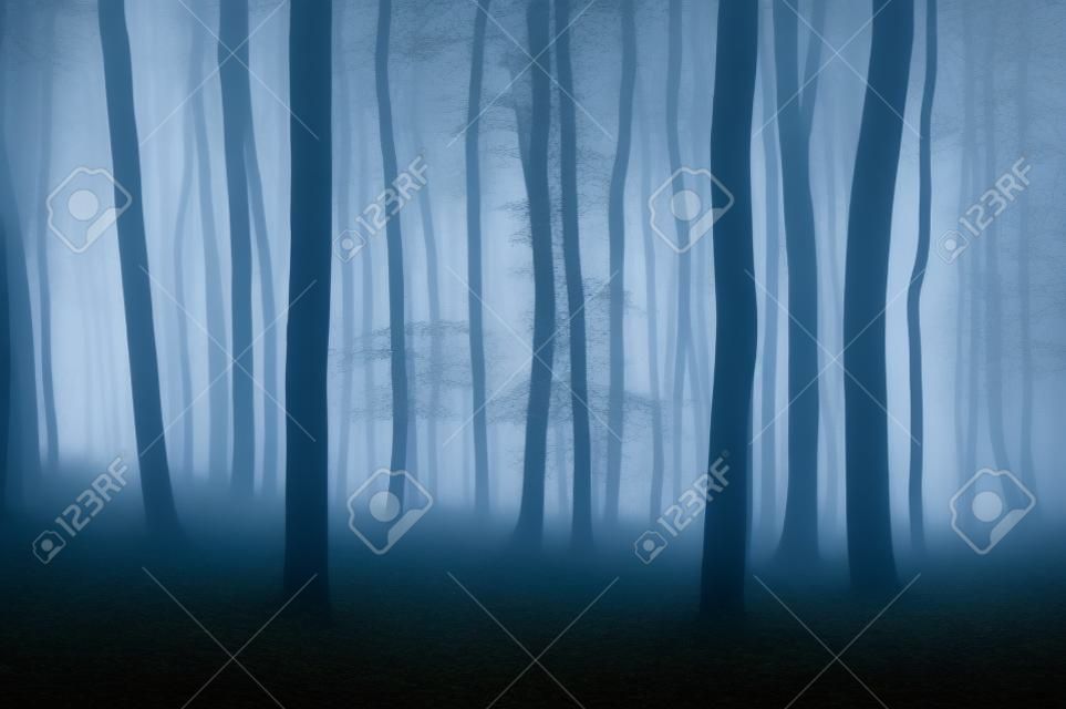 Dark woods with trees and fog