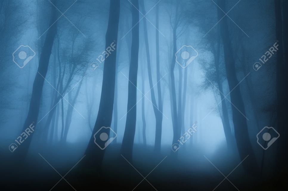 Dark forest with rain and fog in late autumn