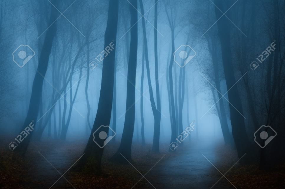 Sombre forêt de pluie et le brouillard en fin d'automne