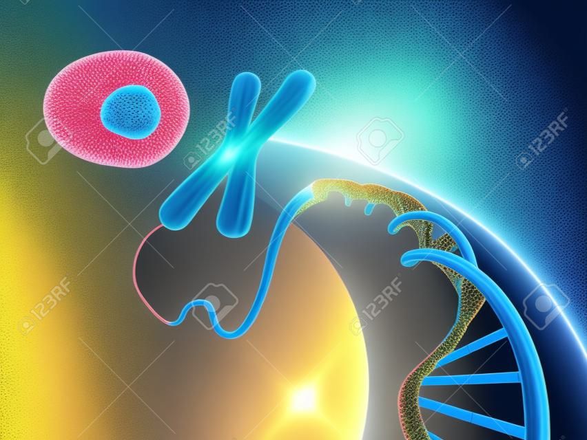 Illustration montrant la formation d'une cellule animale de l'ADN et des chromosomes. Illustration numérique.