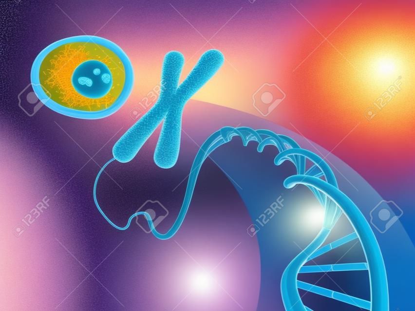Illustrazione che mostra la formazione di una cellula animale dal DNA e cromosomi. Illustrazione digitale.