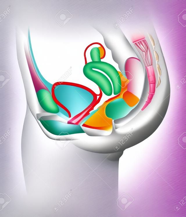 Anatomie du système reproducteur de la femme. Illustration numérique.