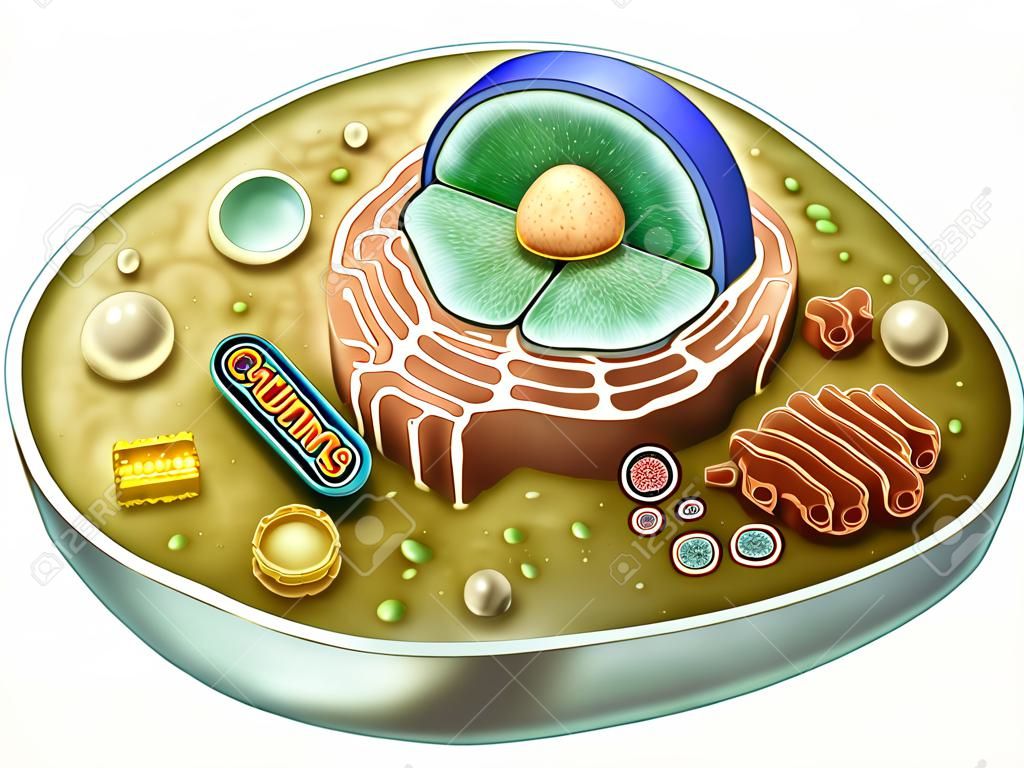 Interne structuur van een dierlijke cel. Digitale illustratie. Knippad inbegrepen.