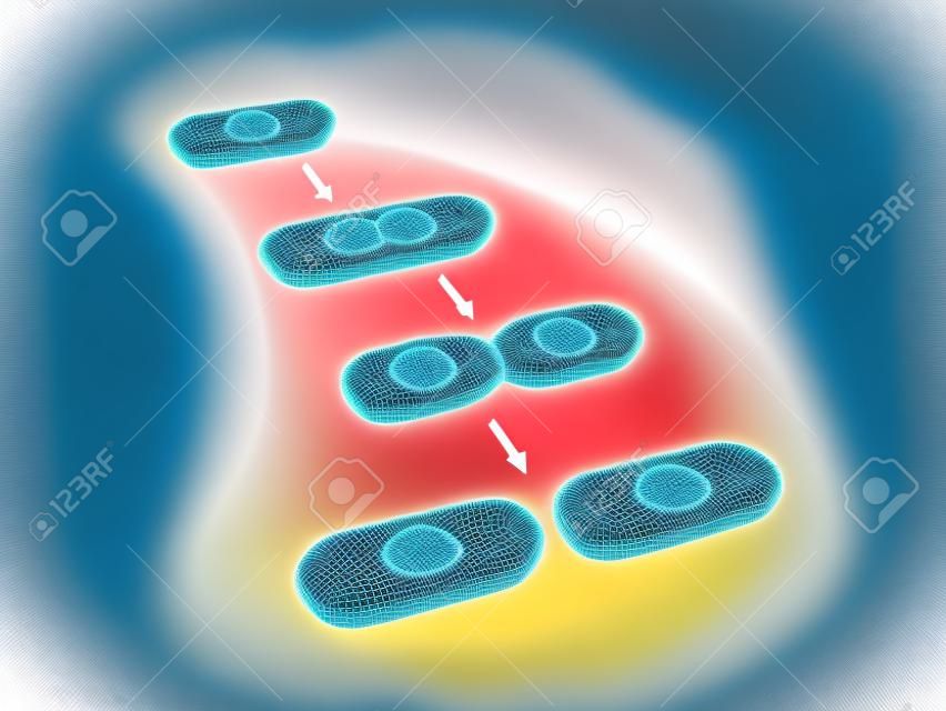 Fission binaire dans les bactéries. Illustration 3D.