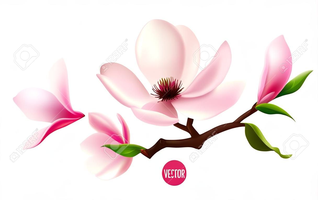 Gałąź magnolii na białym tle. 3D realistyczna ikona wektora