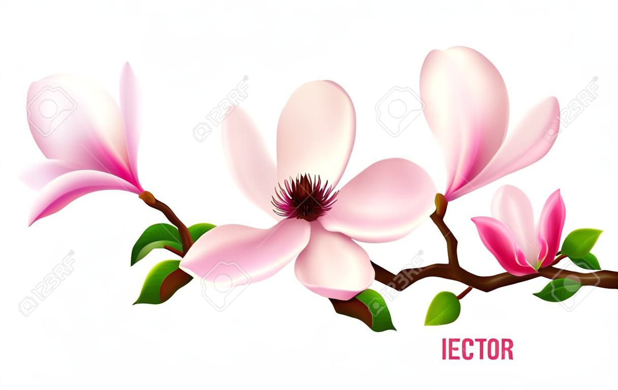 Gałąź magnolii na białym tle. 3D realistyczna ikona wektora